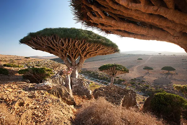 Hyrdefamilie på Socotra